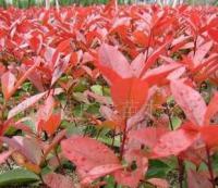 出售彩色花卉紅葉石楠綠化工程苗20厘米高1.4元_農副產品_世界工廠網中國產品信息庫