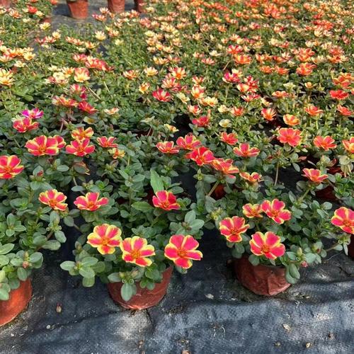 小丑魚太陽花 園林工程綠化苗木 花卉盆栽綠植 花境 地被植物