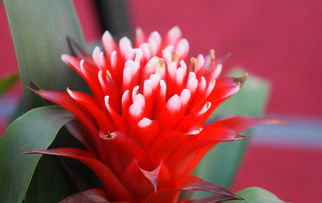 花卉