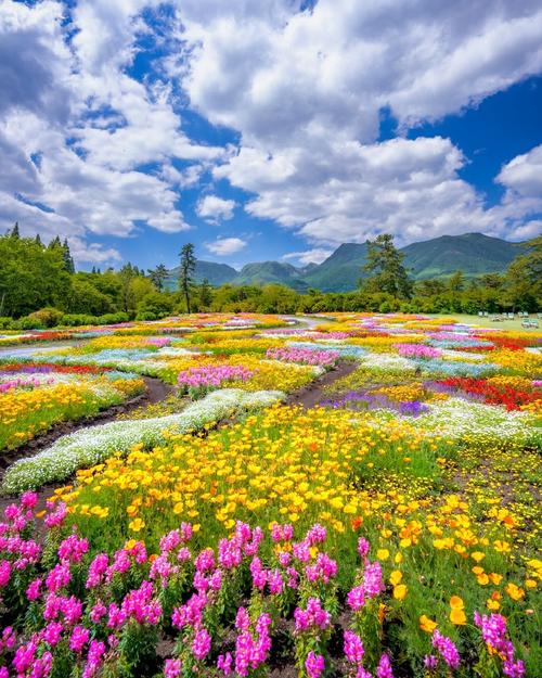 日本九重花卉公園 置身花海云端，四季芬芳的詩意畫卷