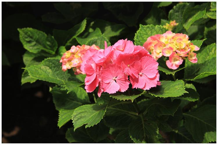 世紀公園 都市綠洲中的花卉生態(tài)攝影